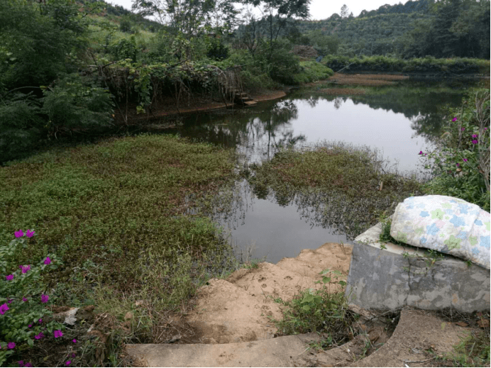 农村致富种植项目_农村做种植致富_致富种植农村做什么产品