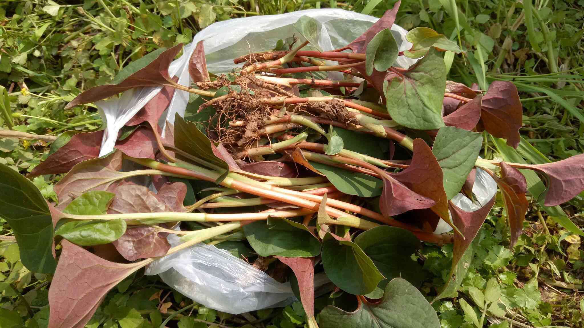 小葱子怎么种植技术_种植小葱子技术要点_种植小葱子技术视频