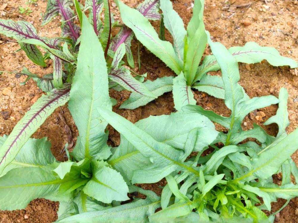 小葱子怎么种植技术_种植小葱子技术视频_种植小葱子技术要点