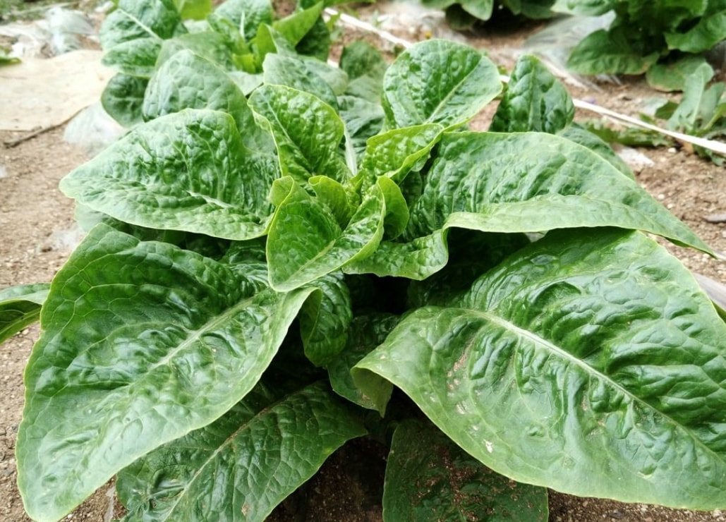 小葱子怎么种植技术_种植小葱子技术视频_种植小葱子技术要点