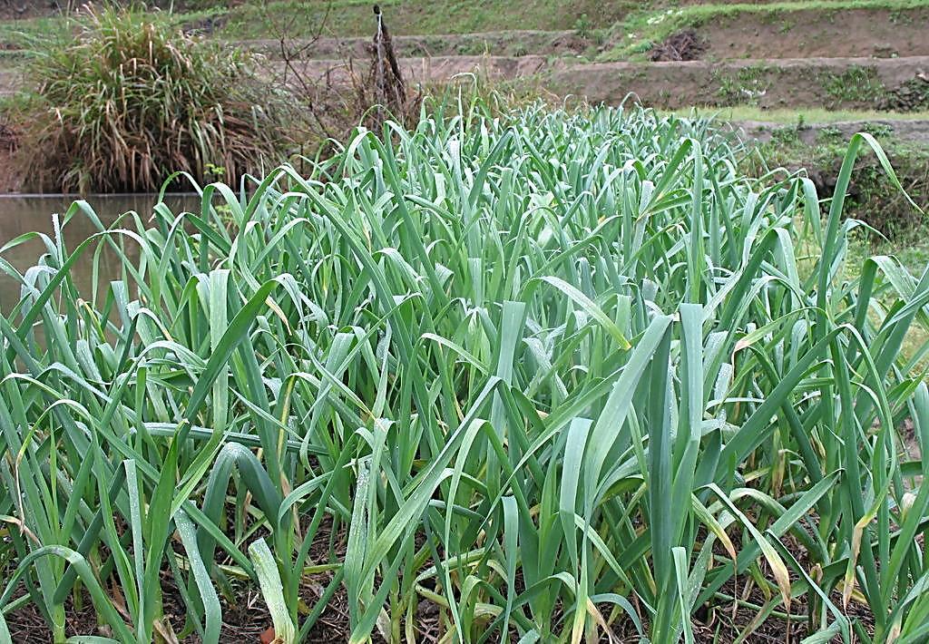 小葱子怎么种植技术_种植小葱子技术要点_种植小葱子技术视频