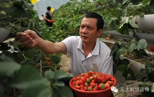 大棚草莓无土栽培技术