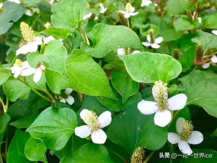 鱼腥草北方种植技术_鱼腥草北方能种吗多高的温度_北方种植鱼腥草技术要求