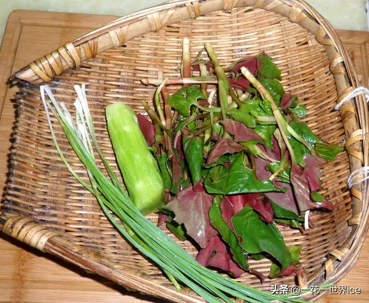 北方种植鱼腥草技术要求_鱼腥草北方能种吗多高的温度_鱼腥草北方种植技术