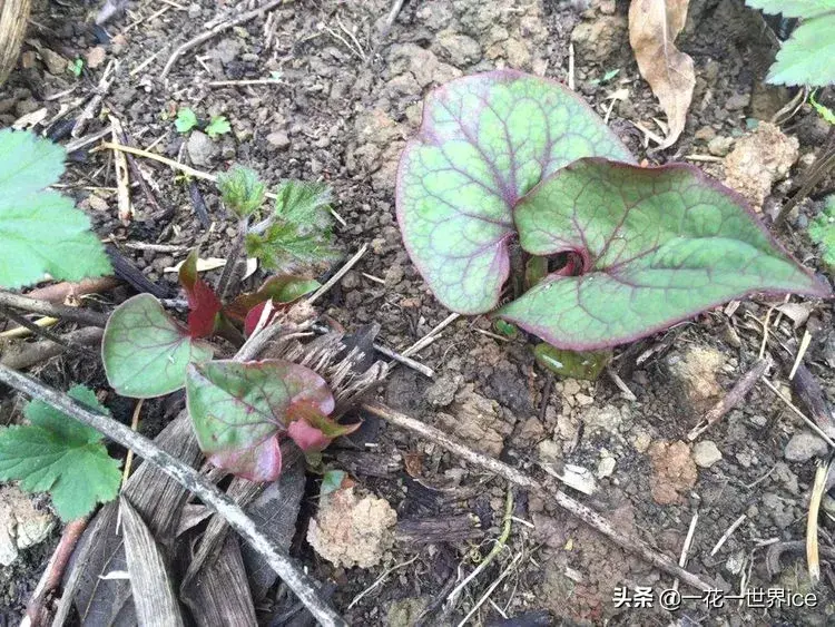 鱼腥草北方能种吗多高的温度_鱼腥草北方种植技术_北方种植鱼腥草技术要求