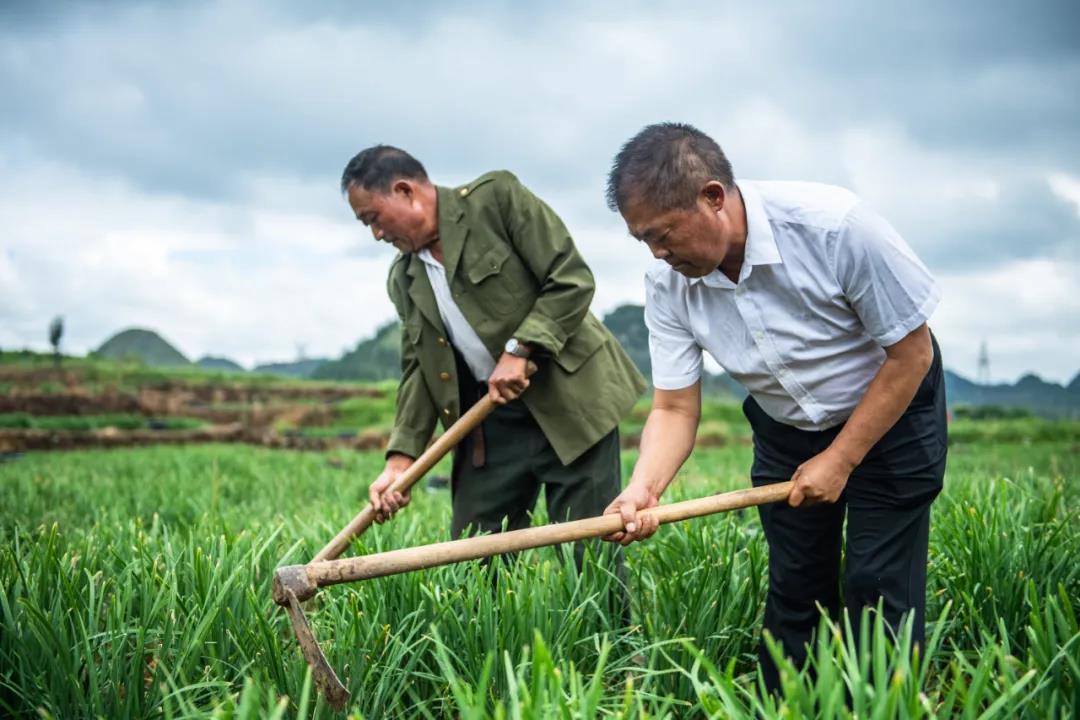 贵州省安顺市普定县白岩镇韭黄村党支部书记杨守亮（右）在田地里给韭菜培土。新华社记者 陶亮 摄