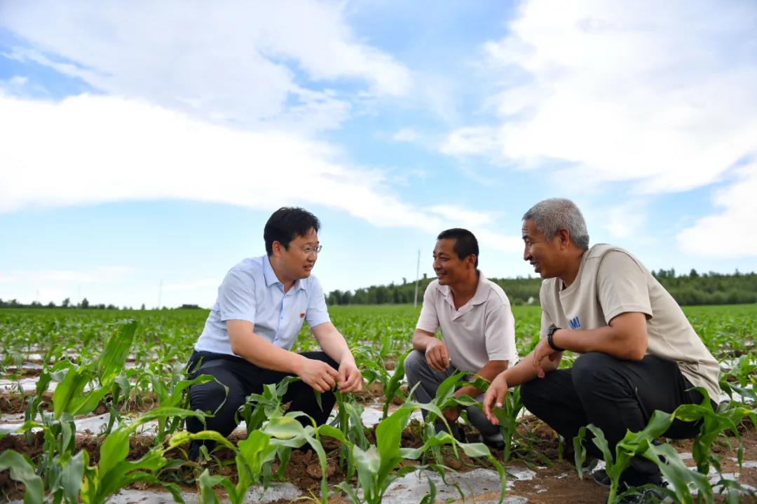 内蒙古兴安盟科尔沁右翼前旗远新村的驻村第一书记书记张骅（左）在位于远新村的一处黑糯玉米地中与村民吴伟（中）和驻村工作队员顾建伟（右）交流黑糯玉米生长情况。贝赫 摄