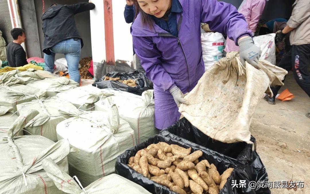 致富种植天麻图片_种植天麻的利润如何_致富经种植天麻