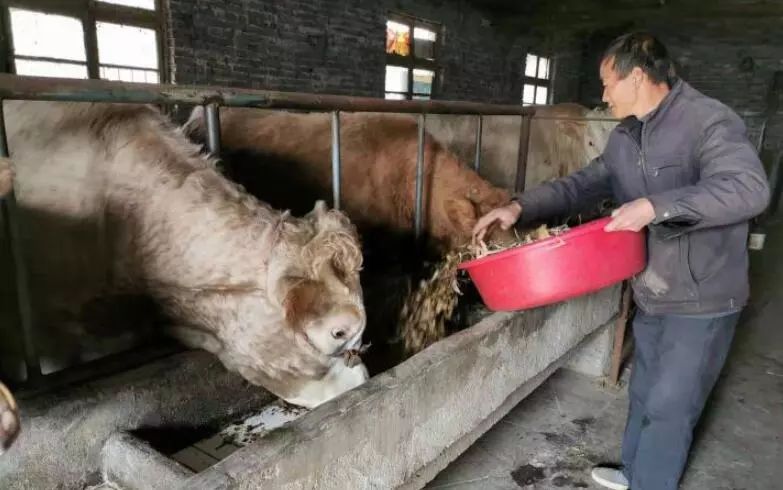 种植致富经_登封种植致富_登封可以种植什么药材