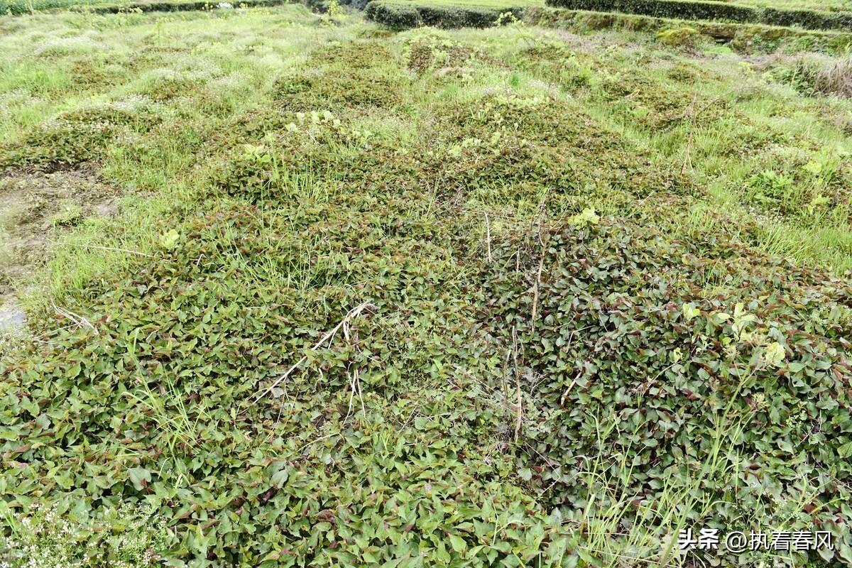 北方种植鱼腥草技术要点_鱼腥草北方种植技术_鱼腥草北方能种吗多高的温度