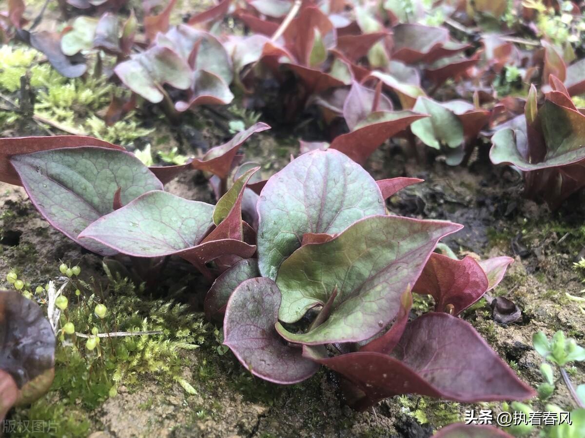 北方种植鱼腥草技术要点_鱼腥草北方种植技术_鱼腥草北方能种吗多高的温度