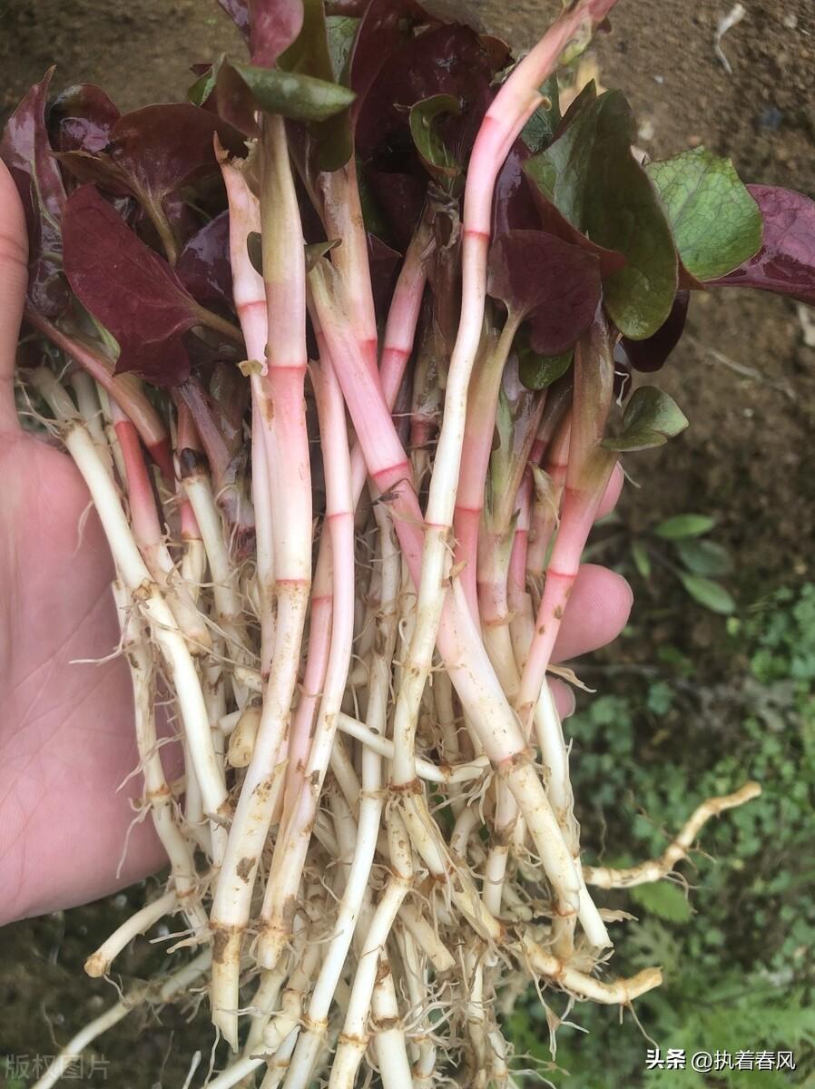 鱼腥草北方能种吗多高的温度_北方种植鱼腥草技术要点_鱼腥草北方种植技术