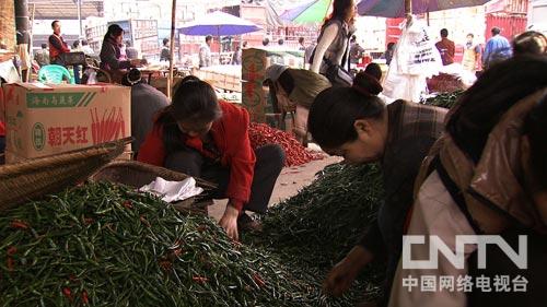 女子种植致富_种植致富经视频_种植致富案例