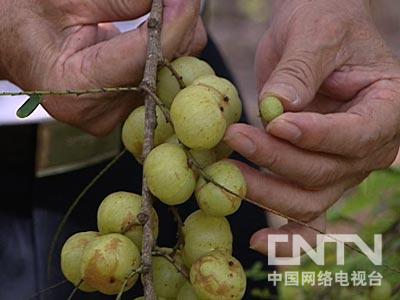 女子种植致富_致富种植视频全集_致富经女博士种菜