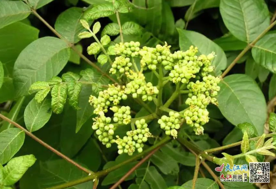 女子种植致富_致富种植视频全集_致富种植女子视频