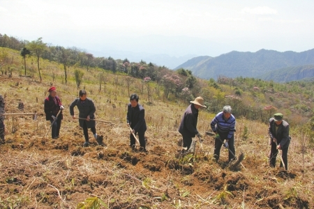 药材种植拔穷根 达州汉子不忘乡邻脱贫奔康共致富