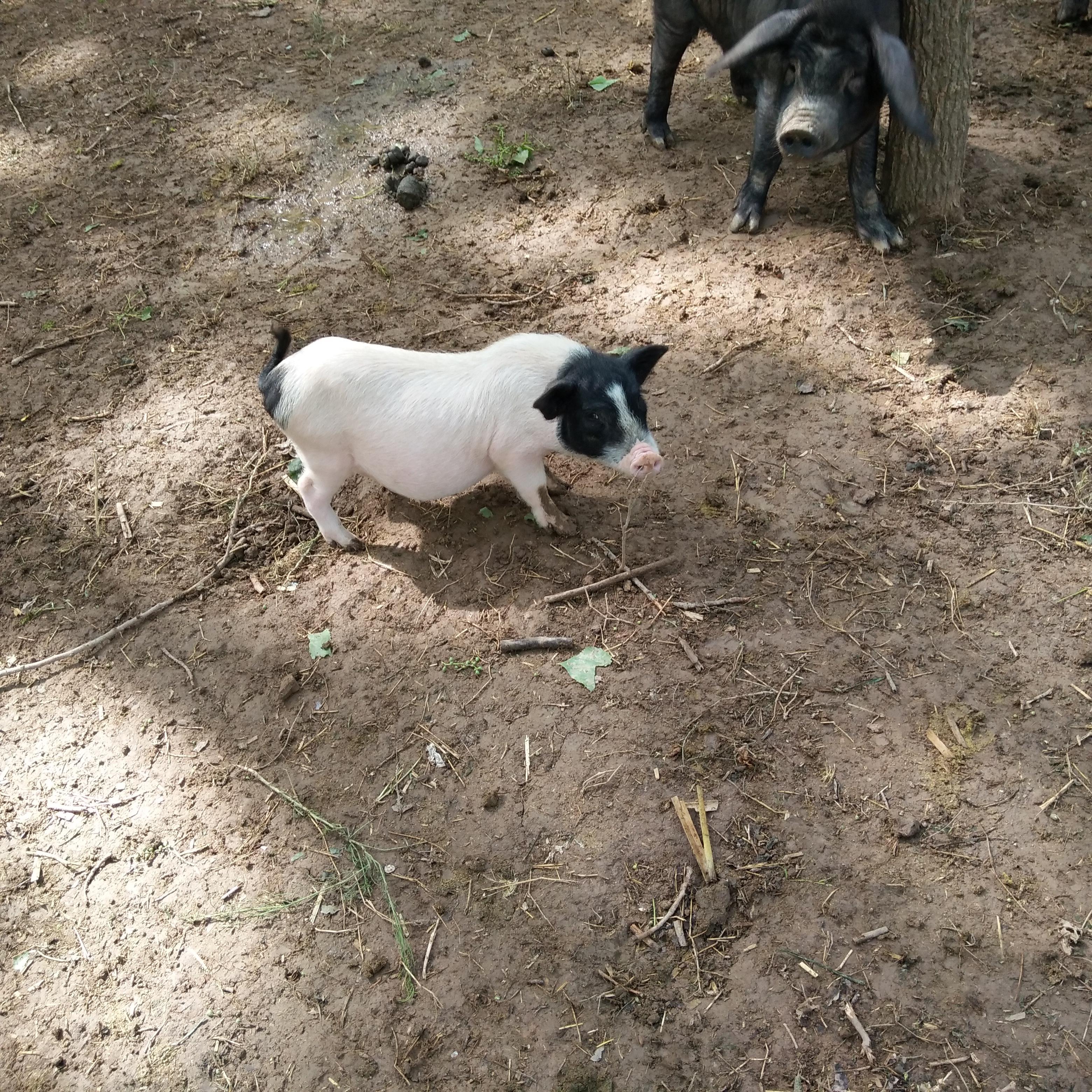 致富经养巴马香猪_致富养巴马香猪好吗_致富经巴马香猪养殖视频技术