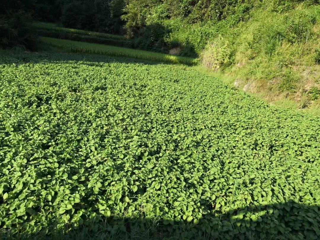 致富种植鱼腥草项目介绍_致富经种植项目鱼腥草_致富种植鱼腥草项目怎么样