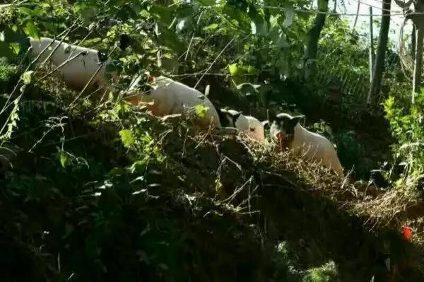 致富养巴马香猪好吗_养殖巴马香猪_致富经养巴马香猪