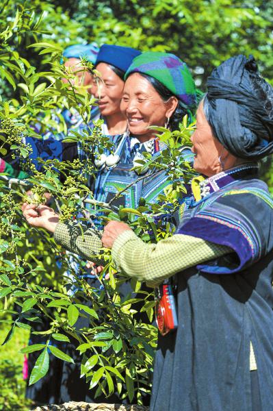 农村致富新项目种植_农村做种植致富_致富种植农村做什么生意