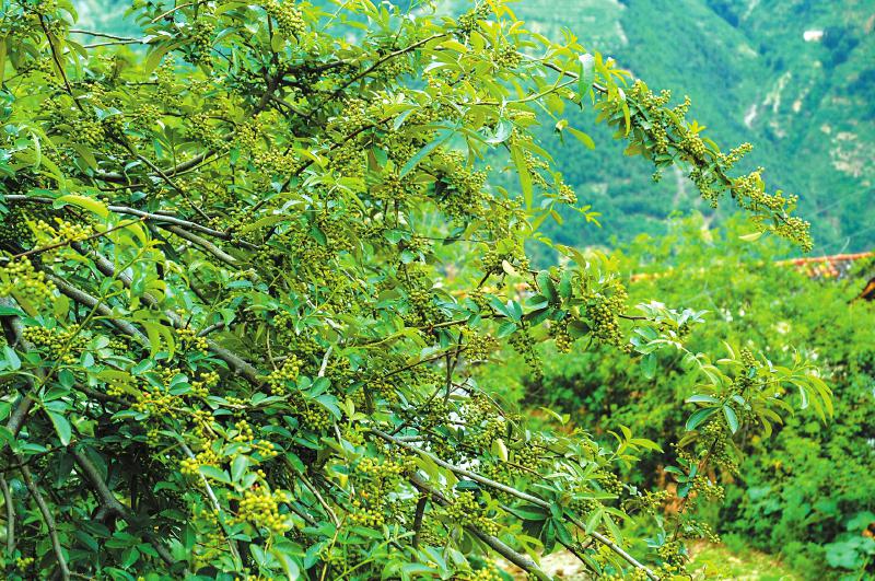 农村致富新项目种植_农村做种植致富_致富种植农村做什么生意