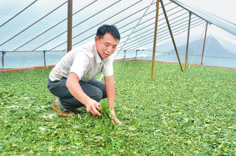 致富种植农村做什么生意_农村做种植致富_农村致富新项目种植