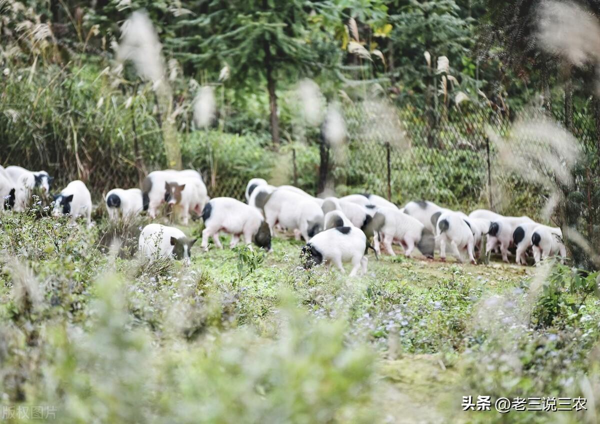 致富养巴马香猪好吗_养殖巴马香猪的利润与风险_致富经养巴马香猪