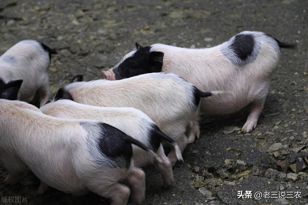 致富养巴马香猪好吗_养殖巴马香猪的利润与风险_致富经养巴马香猪