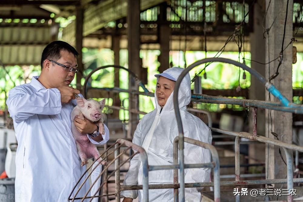 养殖巴马香猪的利润与风险_致富养巴马香猪好吗_致富经养巴马香猪