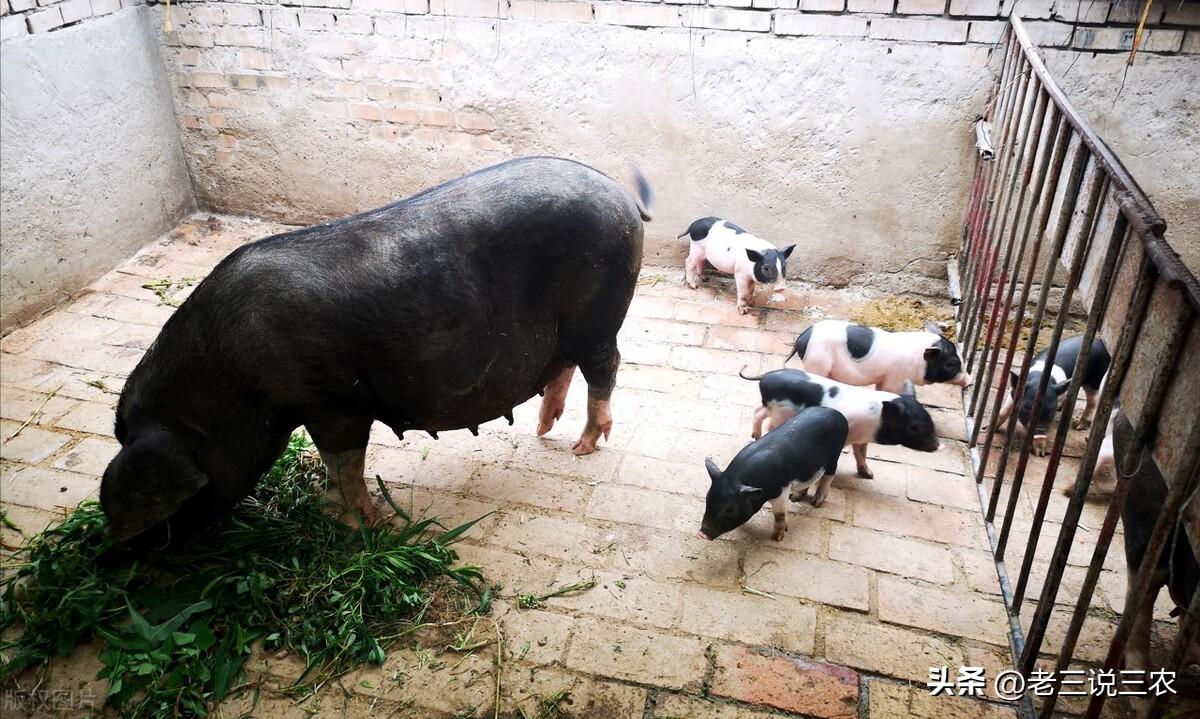 致富经养巴马香猪_养殖巴马香猪的利润与风险_致富养巴马香猪好吗