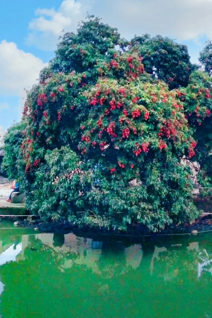 芭蕉种植视频_芭蕉栽培技术_适合芭蕉种植技术