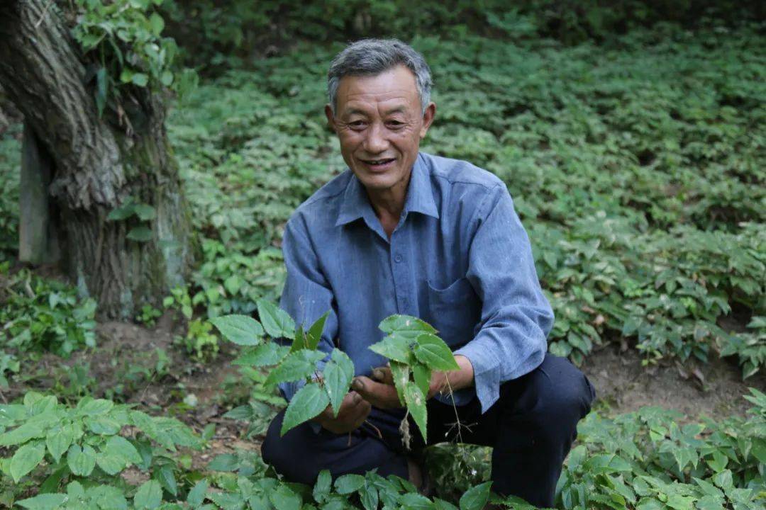 种植猪苓技术_猪苓种植致富_致富种植猪苓视频