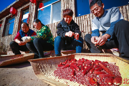 河北滦州：特色种植前景好 农民致富奔小康