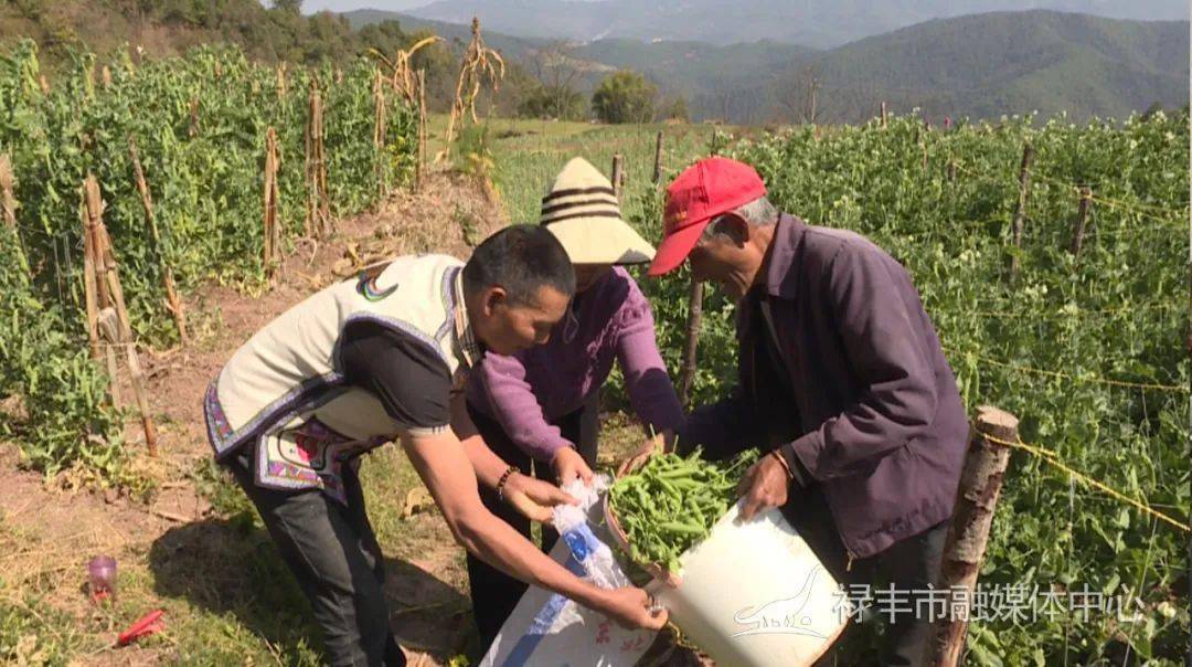 禄丰中村：豌豆产业拓宽群众增收致富路