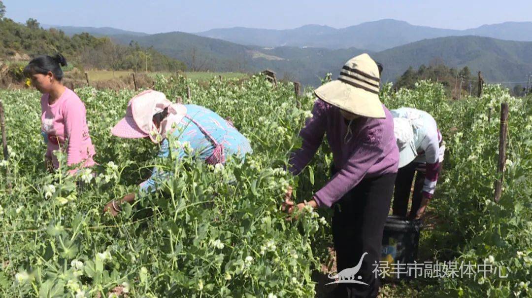 豌豆种植带动村民致富经验_豌豆种植技术_豌豆豆种植时间和方法