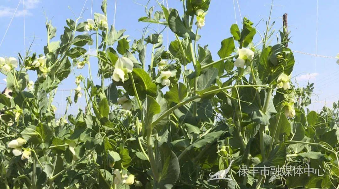 豌豆种植带动村民致富经验_豌豆豆种植时间和方法_豌豆种植技术