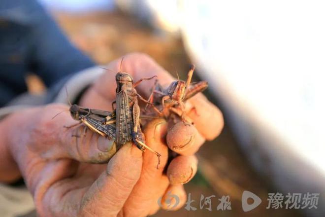 致富经蚂蚱养殖视频_养殖蚂蚱赚钱吗_视频致富养殖蚂蚱是真的吗