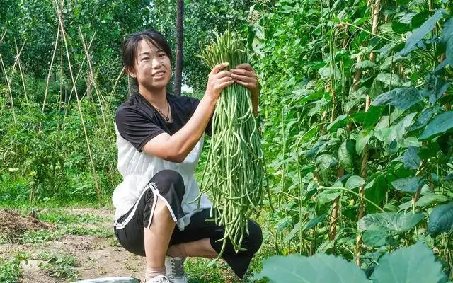 豆角高产种植方法，老农民用4个小妙招，一茬接一茬摘不完