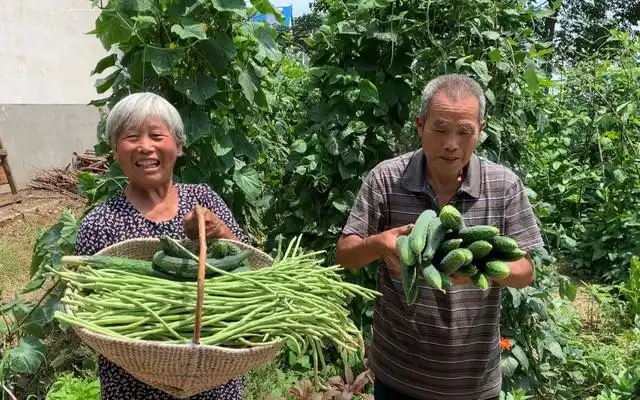 长豆角的种植技术与视频_农广天地种植豆角技术视频_长豆角种植技术视频