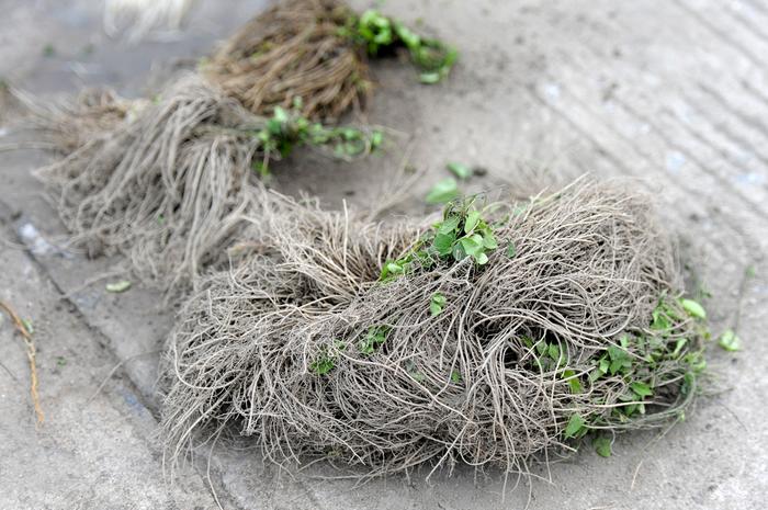 种植致富案例_女子种植致富_致富种植视频全集