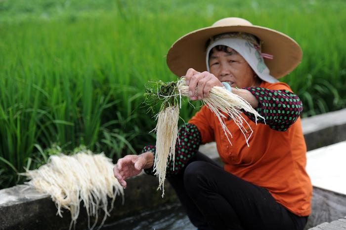 致富种植视频全集_女子种植致富_种植致富案例