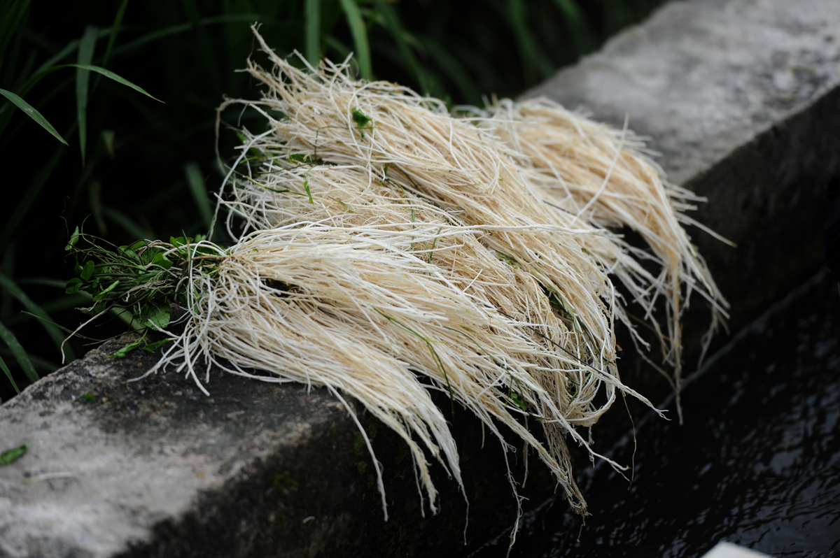 种植致富案例_女子种植致富_致富种植视频全集