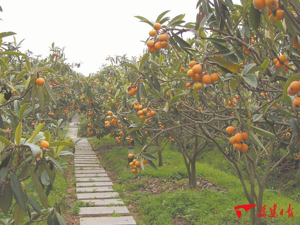 莆田蔬菜种植基地_莆田适合种植什么水果_莆田种植致富