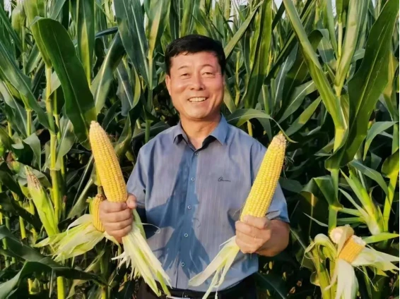 山东农村种植致富好项目_农村致富新项目种植业_临邑农村种植致富