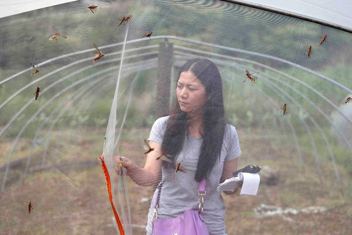 cctv7致富经蝗虫_致富经蚂蚱_致富经蝗虫