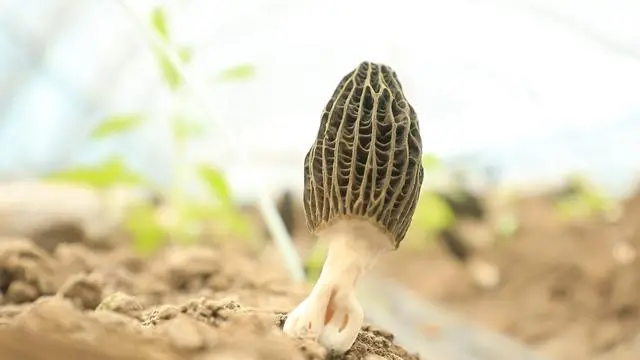 种植羊肚菌的技术指导方法_羊肚的种植技术_种植羊肚菌怎么弄什么材料