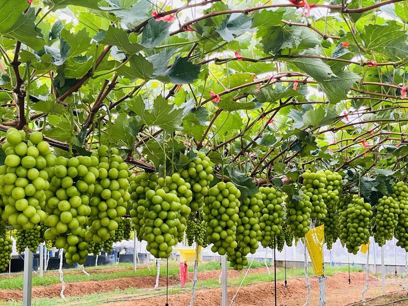 种植室内致富_室内种植业致富项目_室内种植创业