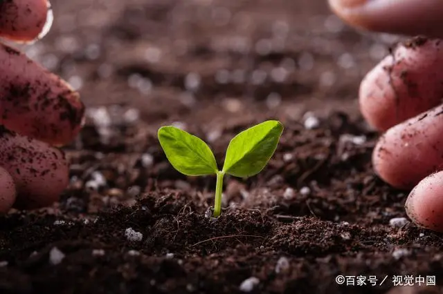 秋豆角适合什么时候种植？种植秋豆角的注意事项，有5点要牢记