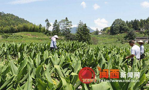 莆田种植致富_莆田适合种植什么水果_适合莆田种植的果树