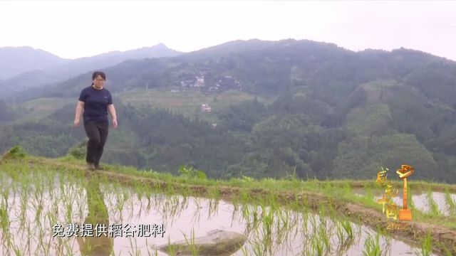 紫珠种植致富项目_广东紫珠种植效益_紫珠养殖